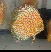 Pack of 3 - Yellow Checkerboard Discus 4"